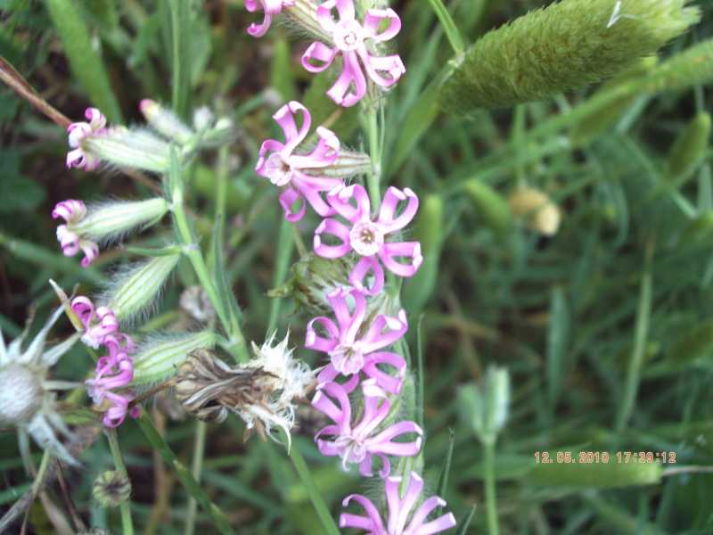 Silene bellidifolia / Silene ispida
